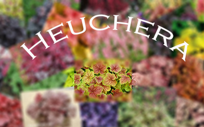 heuchera