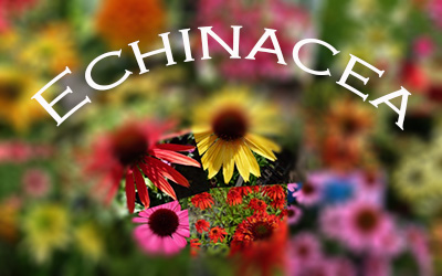 echinacea