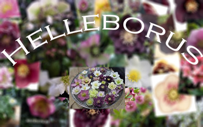 helleborus