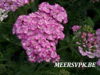 Achillea millefolium 'Apfelblüte'