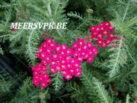 Achillea millefolium 'Paprika'