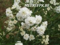 Achillea ptarmica 'Perry's White'