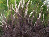 Actaea simplex 'Black Negligee'