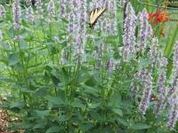 Agastache 'Blue Fortune'