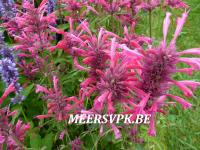 Agastache 'Red Fortune'