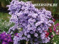 Aster cordifolius 'Little Carlow'