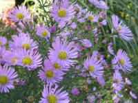 Aster Pink Star