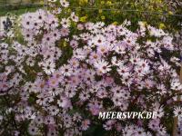 Aster 'Vasterival'