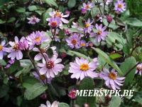 Aster ageratoides 'Harry Schmidt'