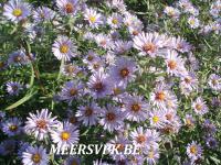 Aster amethystinus 'Freiburg'