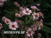 Aster amethystinus 'Kylie'