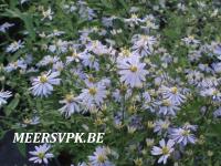 Aster cordifolius 'Photograph'