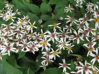 Aster divaricatus 'Beth Chatto'