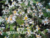 Aster divaricatus