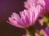 Aster dumosus 'Anneke'