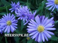 Aster dumosus 'Lady in Blue'