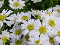 Aster dumosus 'Schneekissen'