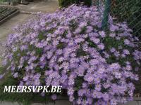 Aster frikartii 'Mönch'