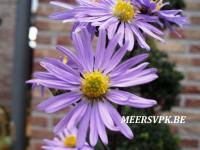 Aster laevis 'Calliope'