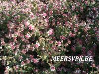 Aster lateriflorus 'Horizontalis'