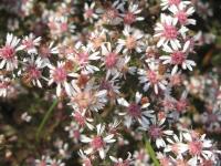 Aster lateriflorus 'Lady in Black'