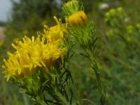 Aster linosyris