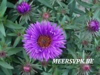 Aster novae-angliae 'Purple Dome'