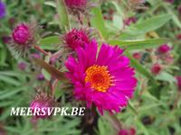 Aster novae-angliae 'Rubinschatz'