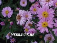 Aster novi-belgii 'Fellowship'