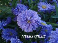 Aster novi-belgii 'Marie Ballard'