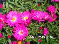 Aster novi-belgii 'Neron'