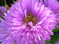 Aster novi-belgii 'Patricia Ballard'