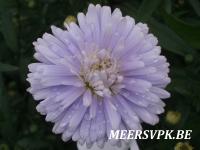 Aster novi-belgii 'Porzellan'