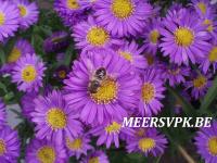 Aster novi-belgii 'Reitlingstal'