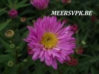 Aster novi-belgii 'Sarah Ballard'