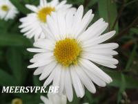 Aster novi-belgii 'White Ladies'