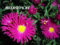 Aster novi-belgii 'Winston Churchill'