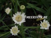 Aster ptarmicoides 'Mago'