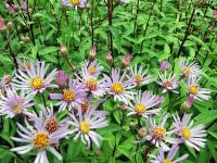 Aster radula 'August Sky'