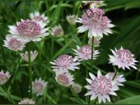 Astrantia 'Buckland'