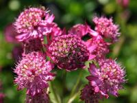 Astrantia carniolica 'Rubra'