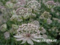 Astrantia gracilis