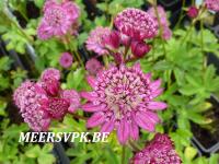 Astrantia major 'Abbey Road'