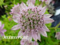 Astrantia major 'Florence'