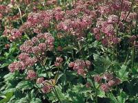 Astrantia major 'Primadonna'