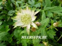 Astrantia major 'Princesse Sturdza'