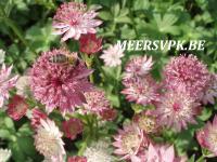 Astrantia major 'Roma'