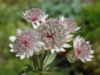 Astrantia major 'Rosensinfonie'