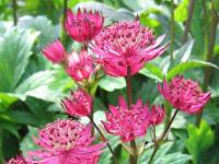 Astrantia major 'Ruby Wedding'