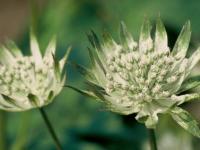 Astrantia major 'Shaggy'